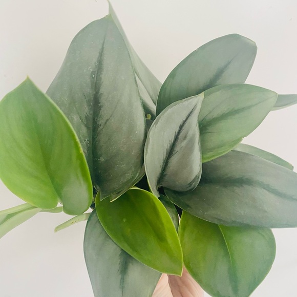 Scindapsus Treubii Moonlight 6" Pot - Picture 2 of 7